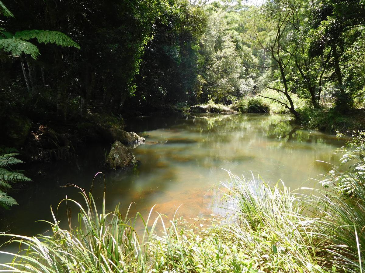 Purling Brook Falls Gwongorella Hotel Springbrook Luaran gambar